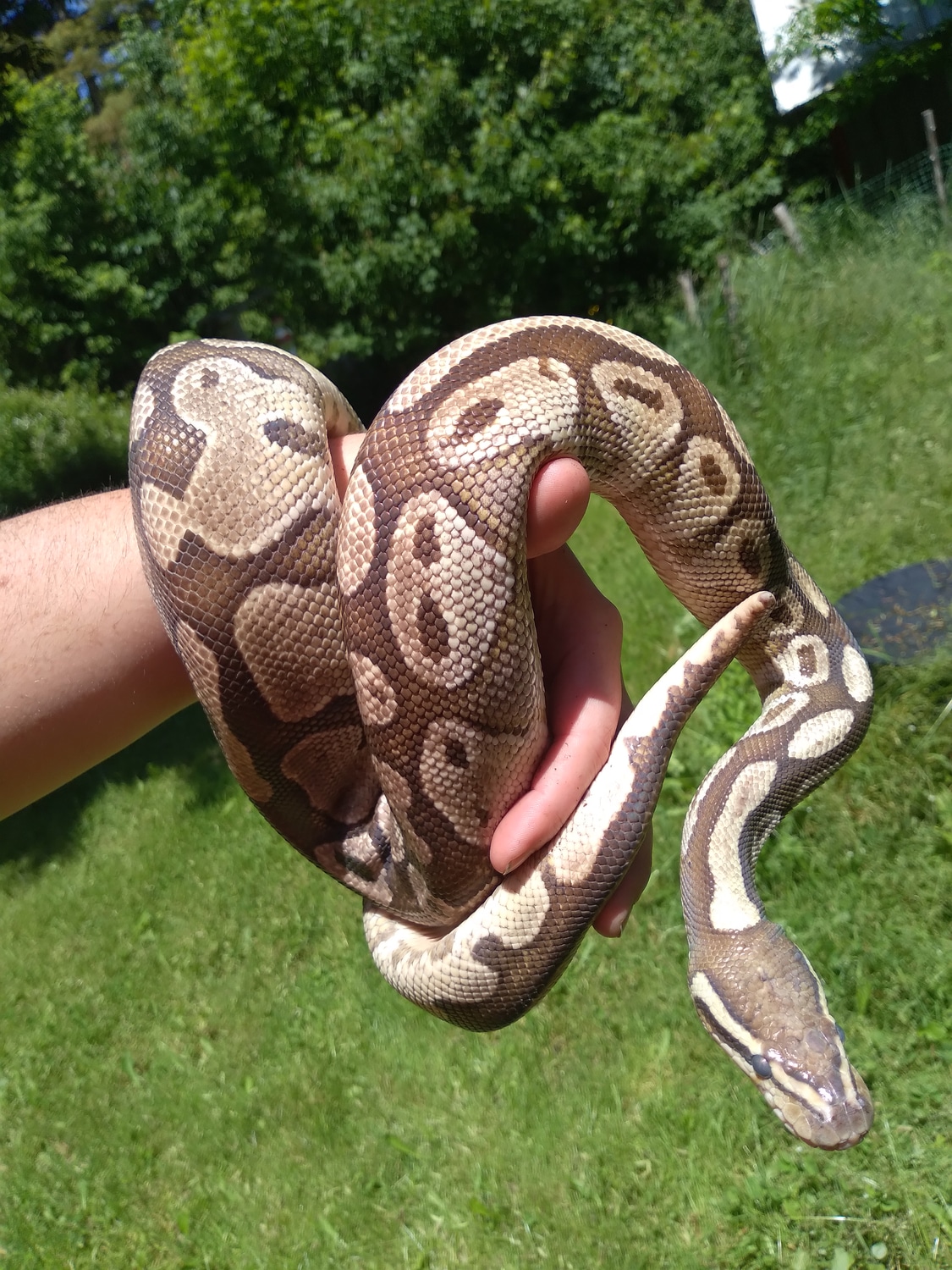 Lesser Ball Python by Salamanda's Reptiles MorphMarket