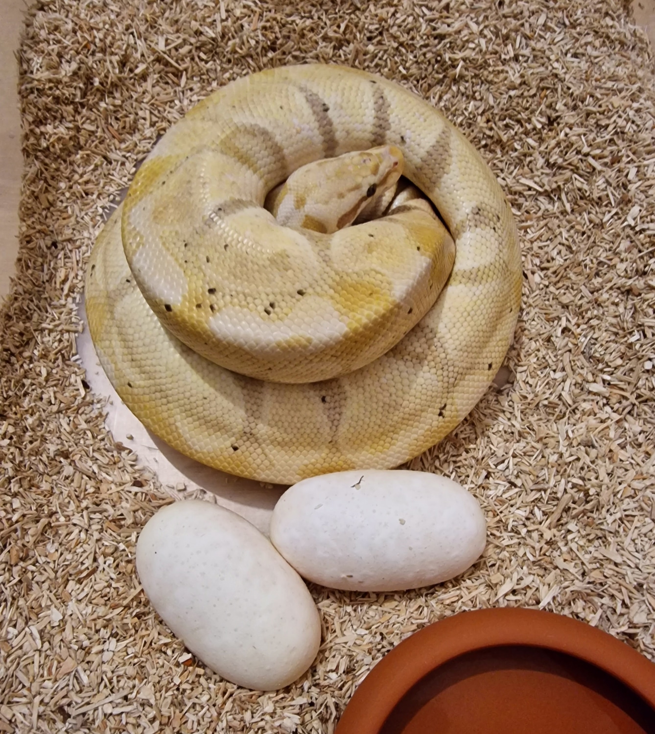Banana Enchi Pastel 50 Het Clown Ball Python by Snake Lab MorphMarket