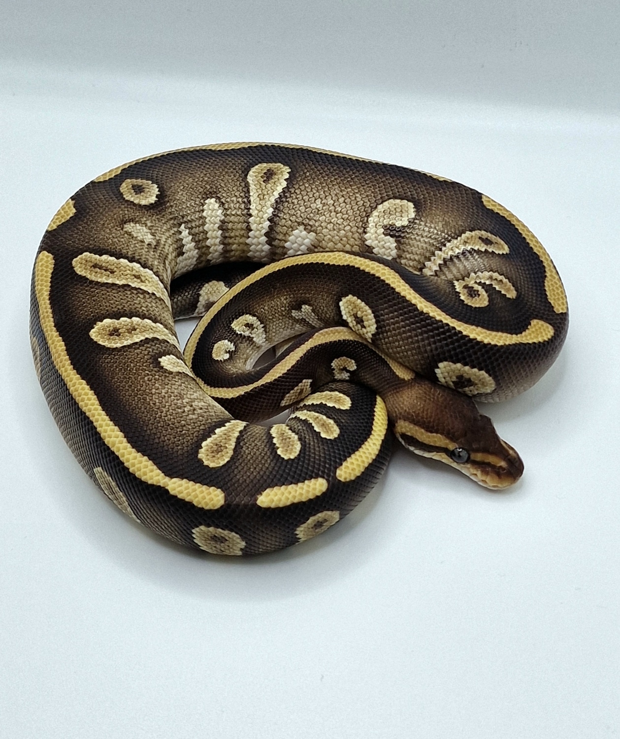 Chocolate Mojave Het Clown Ball Python by Snake Lab - MorphMarket