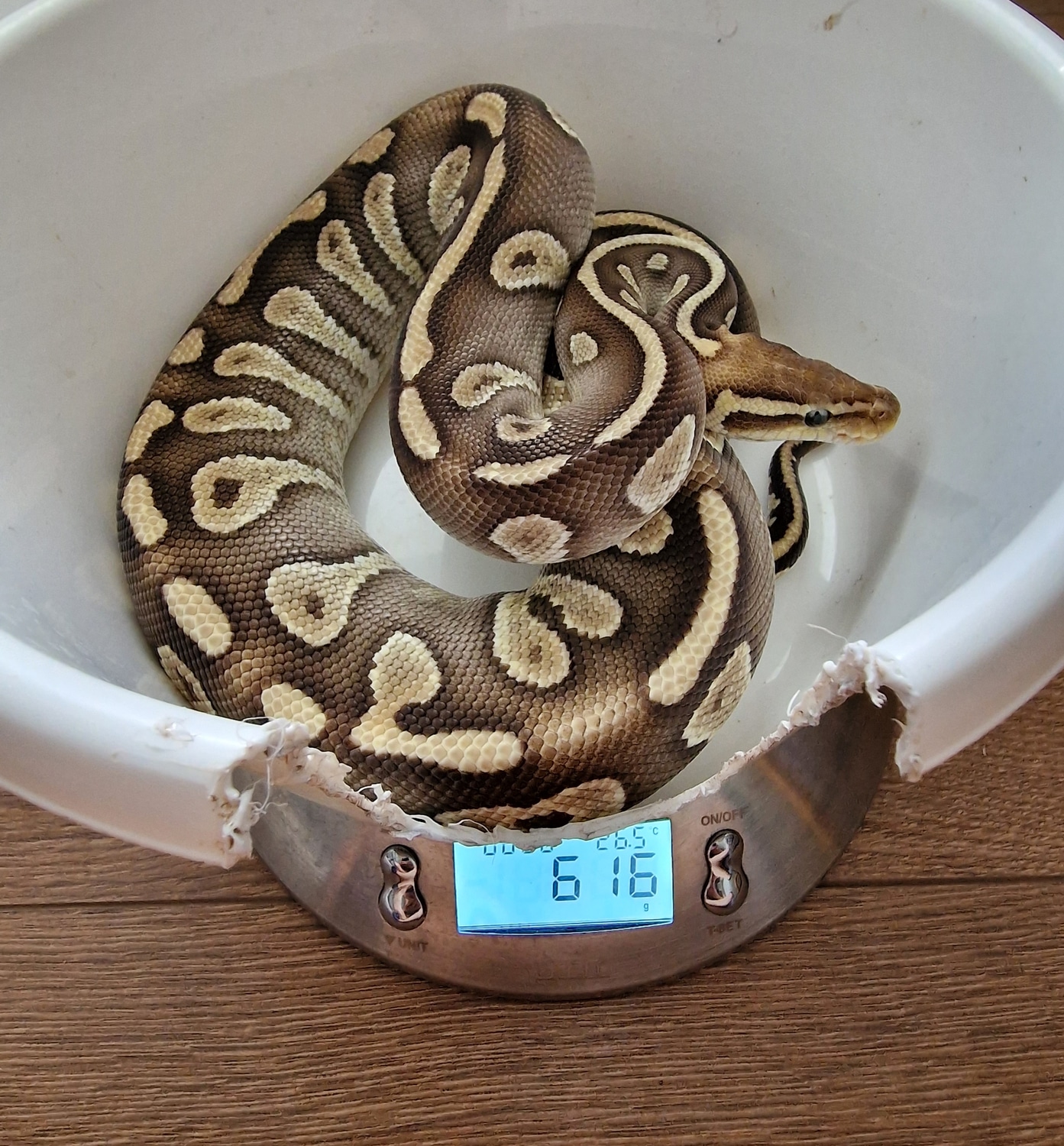 Chocolate Pastave Het Clown Ball Python by Snake Lab - MorphMarket