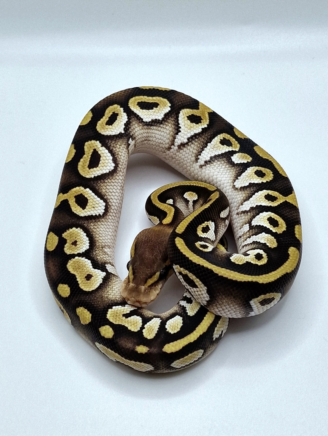 Chocolate Phantom Pastel Pos YB Het Lavender 50% Het Tristripe Ball ...