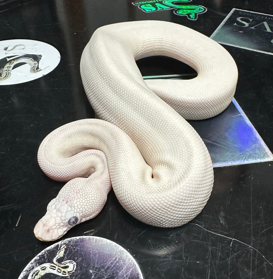 Super Lesser Ball Python by Sallevallesnakes