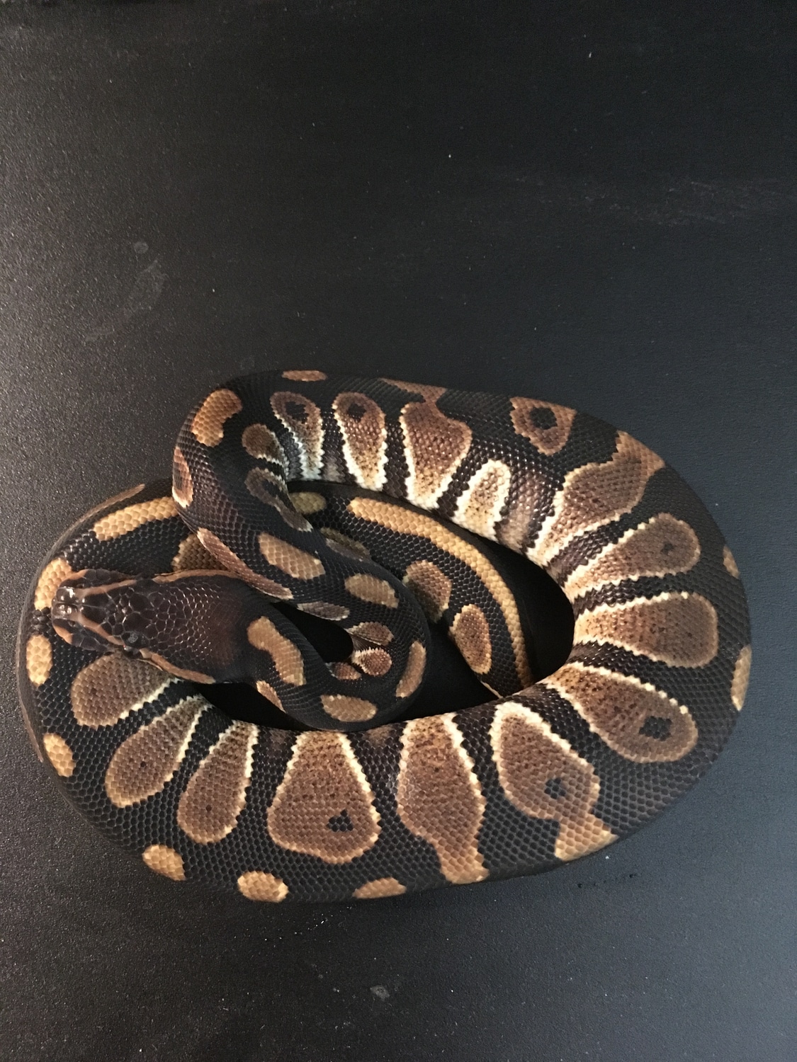 Chocolate Ball Python by Dark Blizzard Exotics - MorphMarket