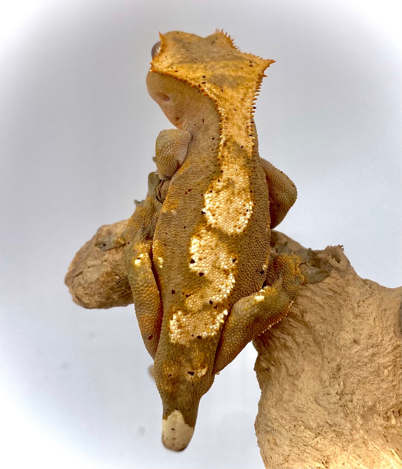 RTB Confetti Dalmatian Crested Gecko by Galactical Exotics MorphMarket