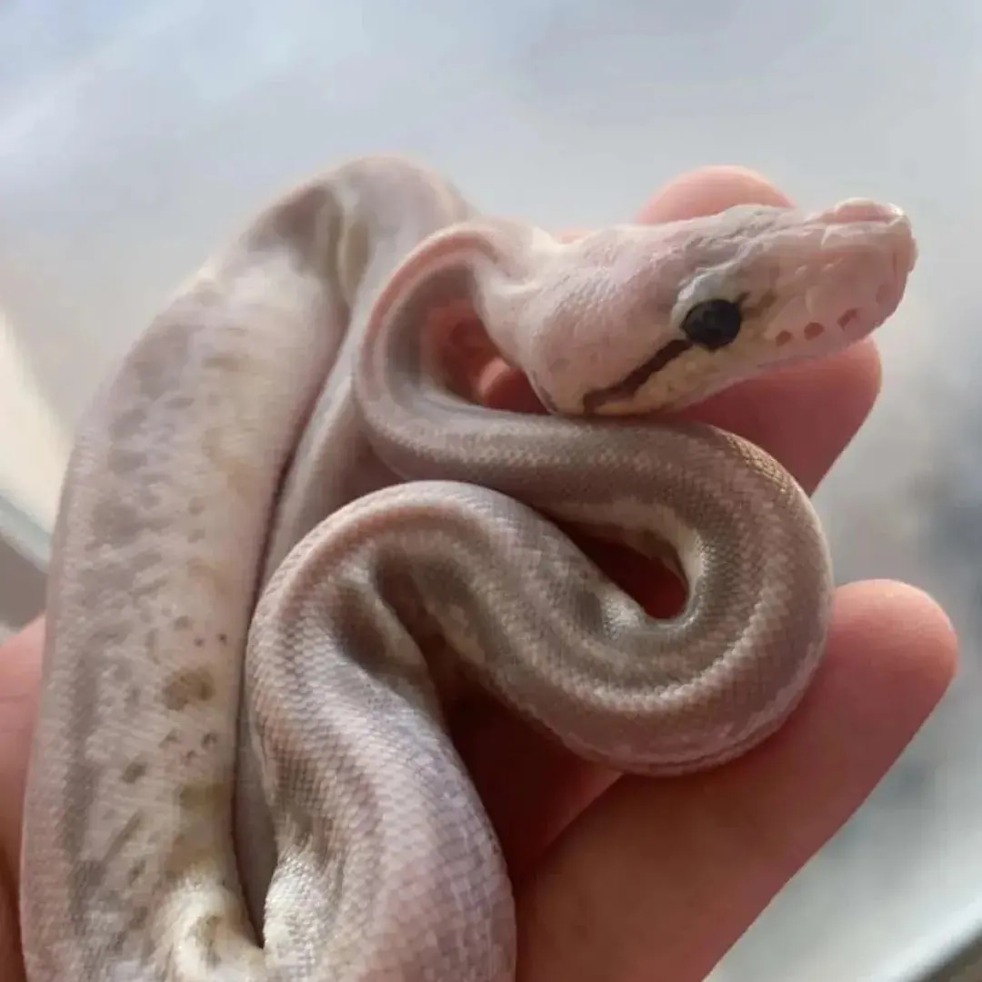 Super Pastel Spider Cinnamon Leopard Het Hypo Het Genetic Stripe Ball ...
