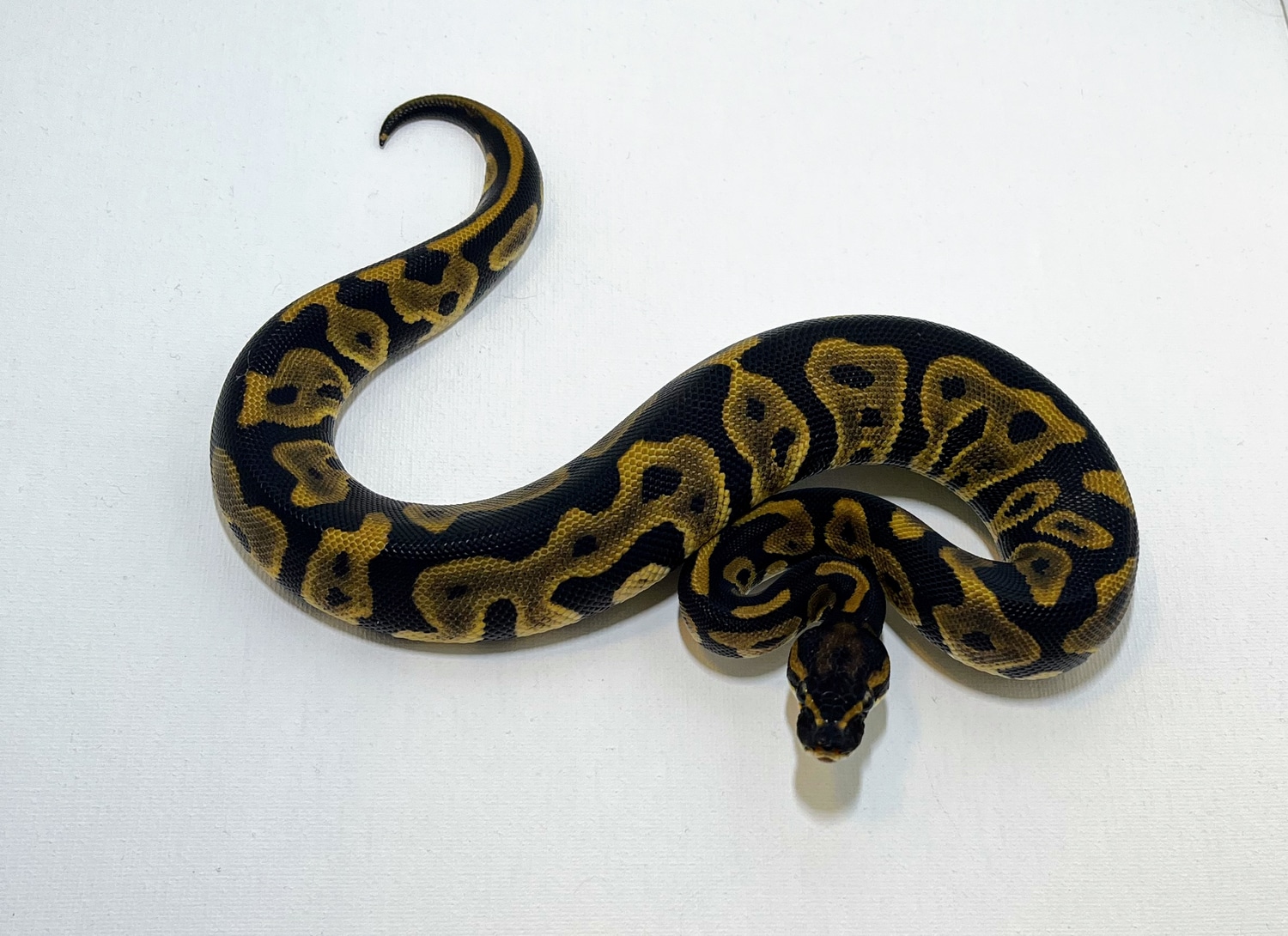 Leopard Ball Python by Sam’s Superior Serpents - MorphMarket