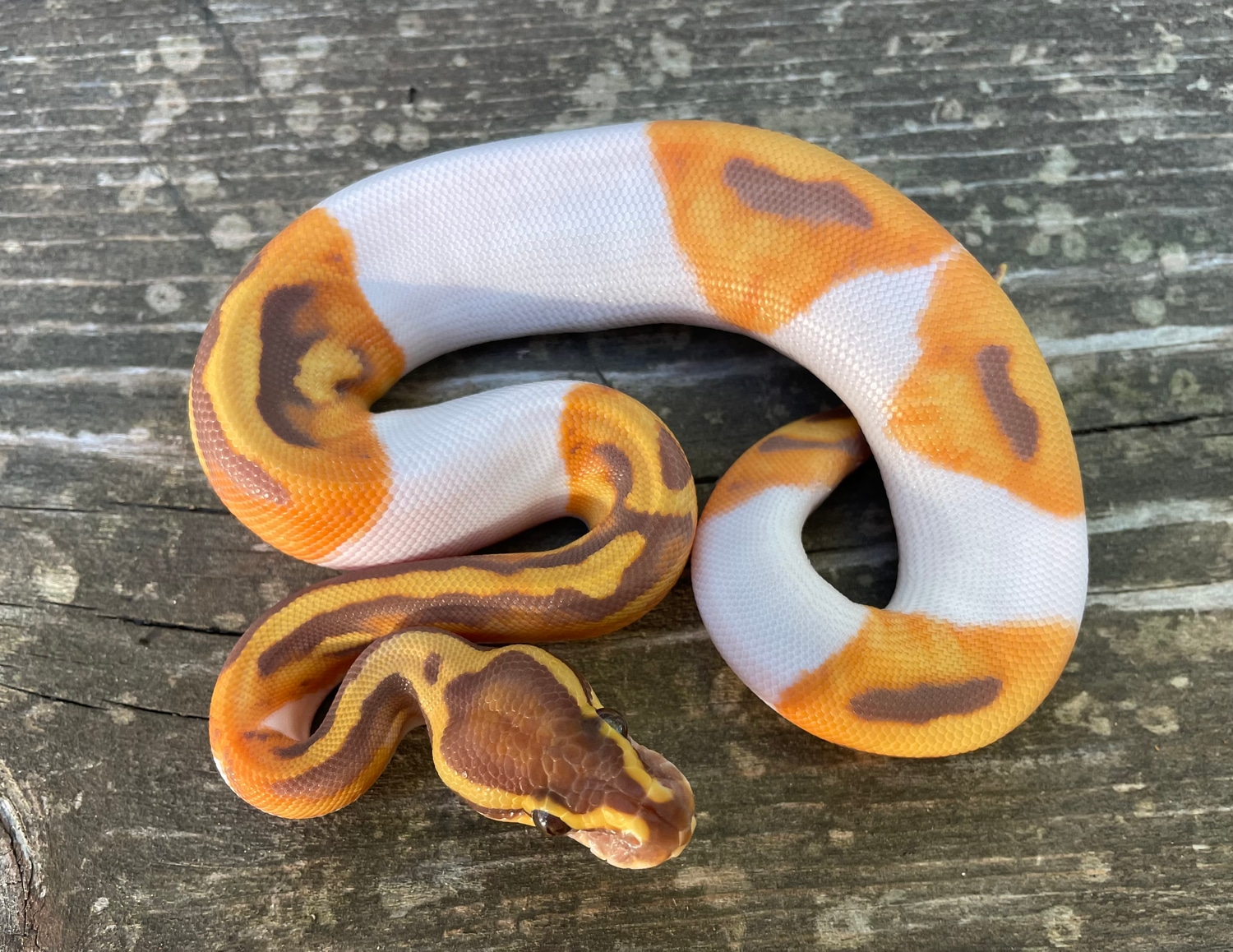 Ultramel Pied Ball Python by Samantha Gage Reptiles - MorphMarket