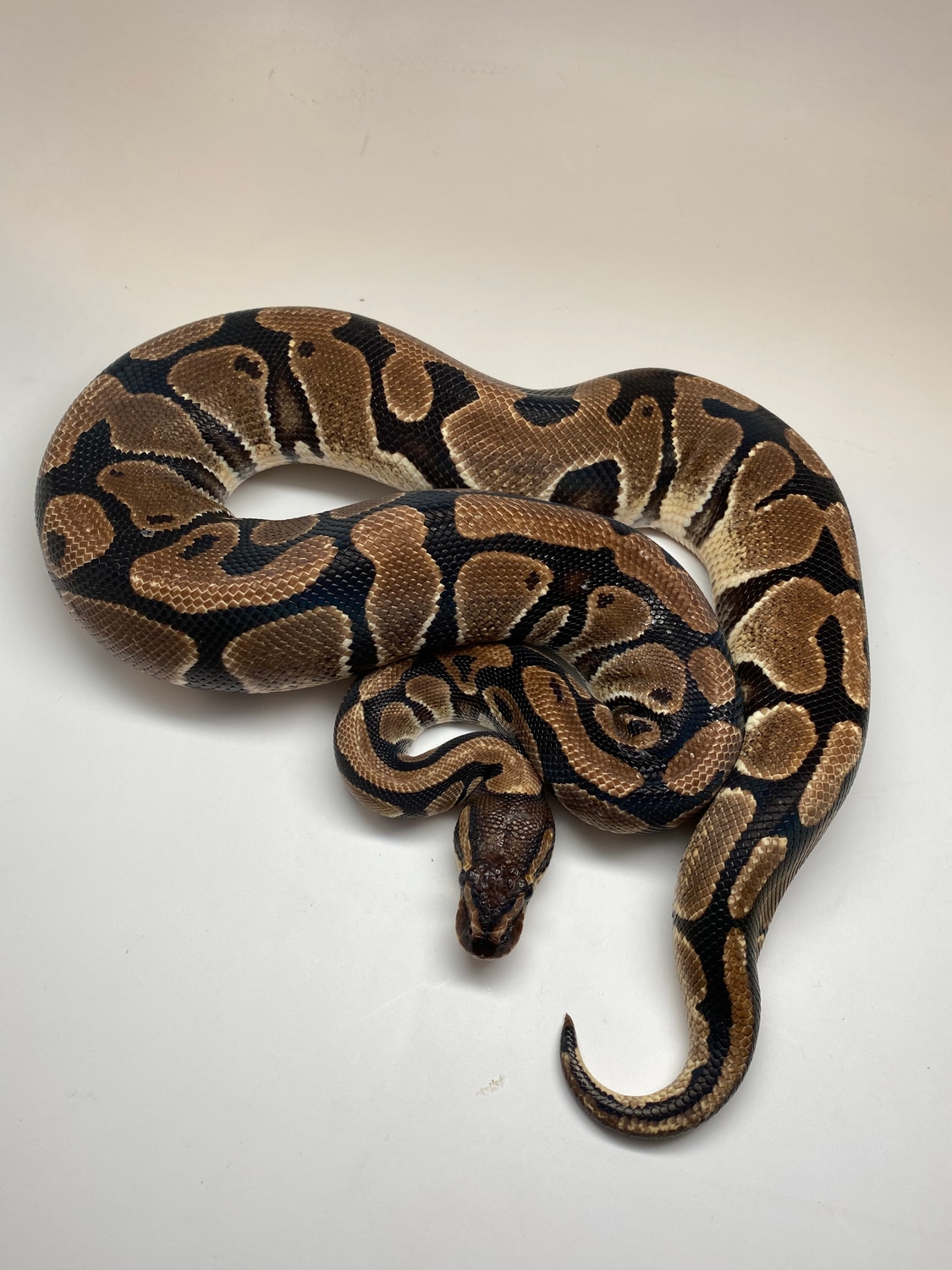 Russo Ball Python by Extraordinary Exotics - MorphMarket