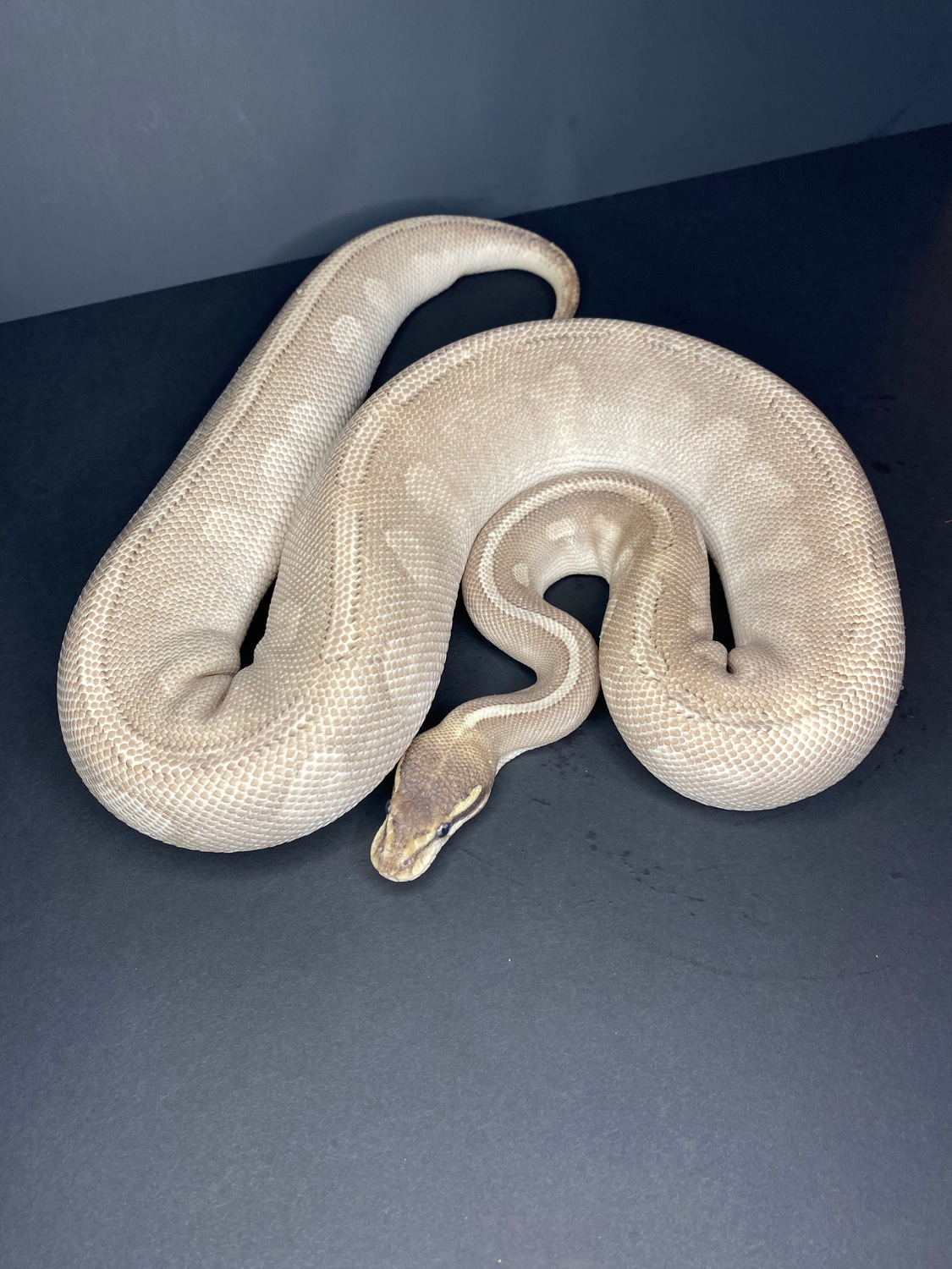 Purple Passion Ball Python by Extraordinary Exotics LLC - MorphMarket