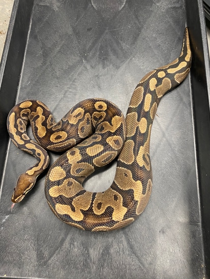 Normal Ball Python by Extraordinary Exotics