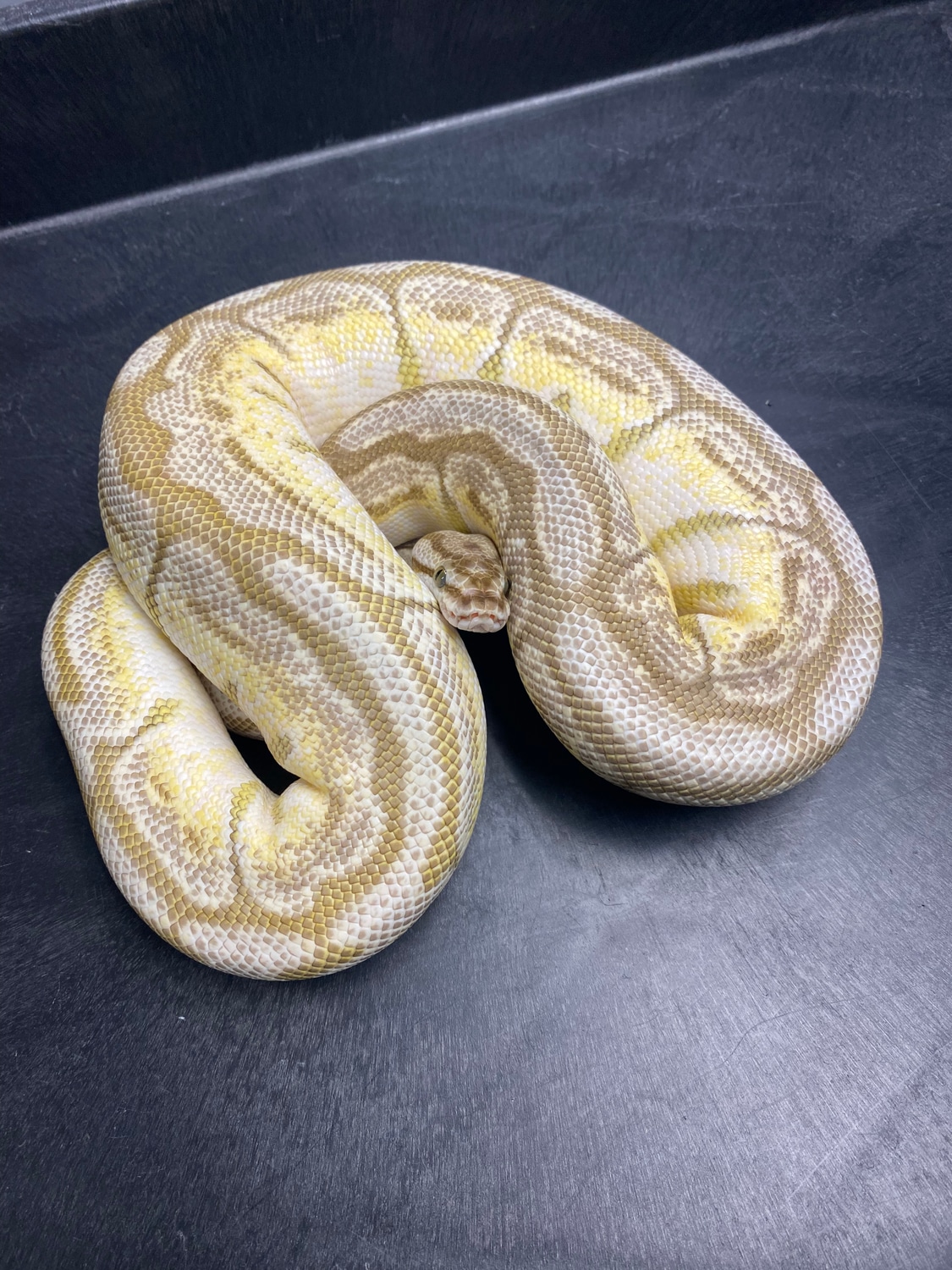 Lesser Spider Ball Python by Extraordinary Exotics LLC - MorphMarket