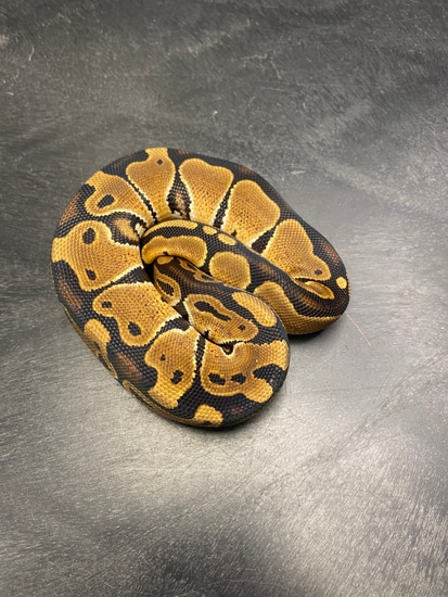 Normal Ball Python by Extraordinary Exotics