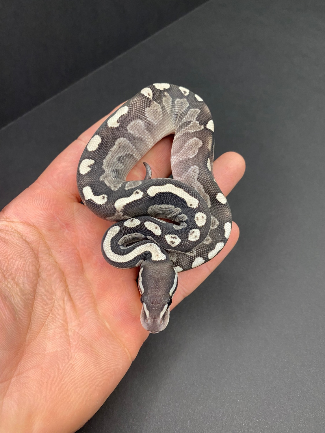 Lesser GHI Ball Python by Extraordinary Exotics - MorphMarket