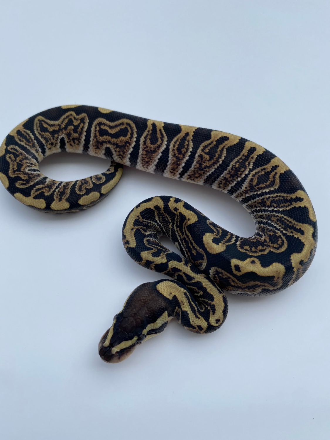 Ghi Het Albino Ball Python by Extraordinary Exotics LLC - MorphMarket