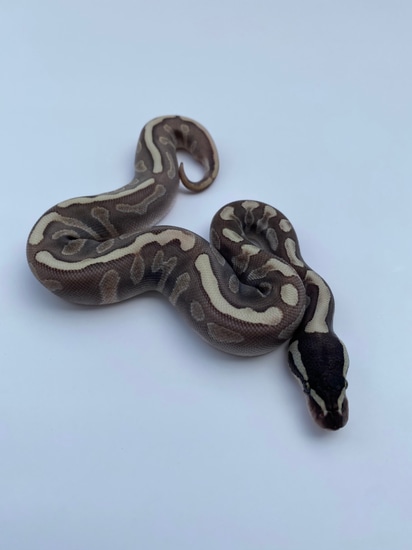 Ghi Lesser Enchi Ball Python by Extraordinary Exotics LLC