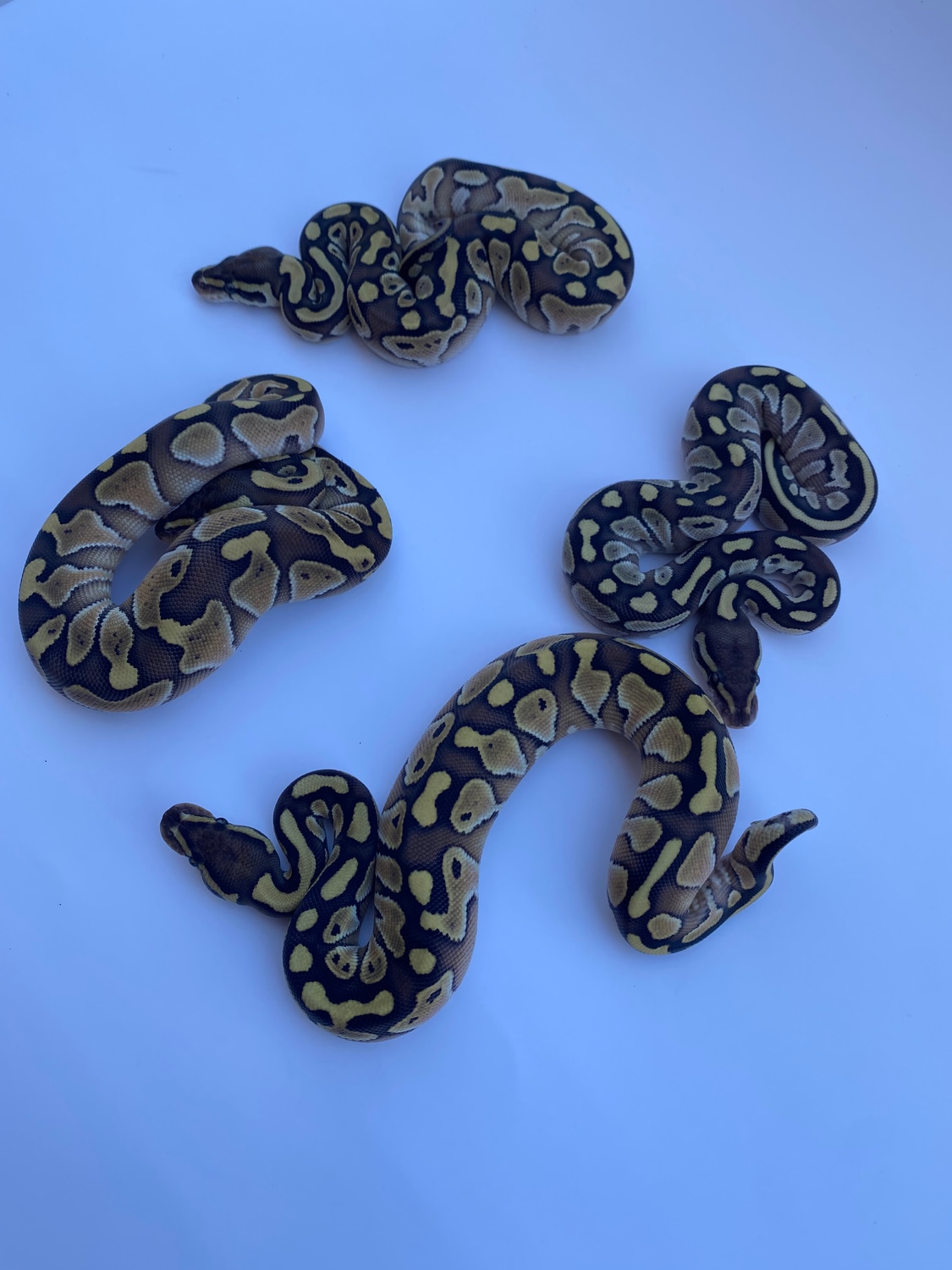 Wholesale Group Ball Python by Extraordinary Exotics MorphMarket