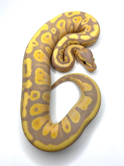 Mahogany Banana Ball Python by Extraordinary Exotics