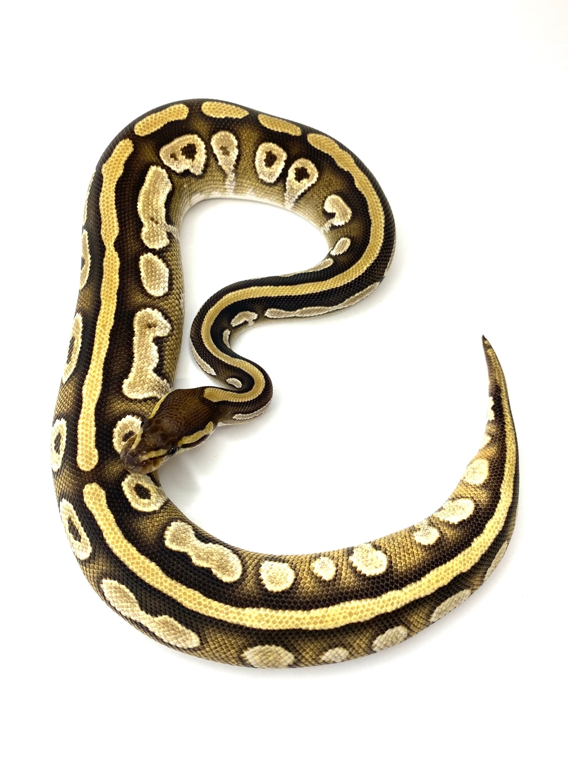Mojave Black Friday Sale 20 Off Until 1128 Ball Python by