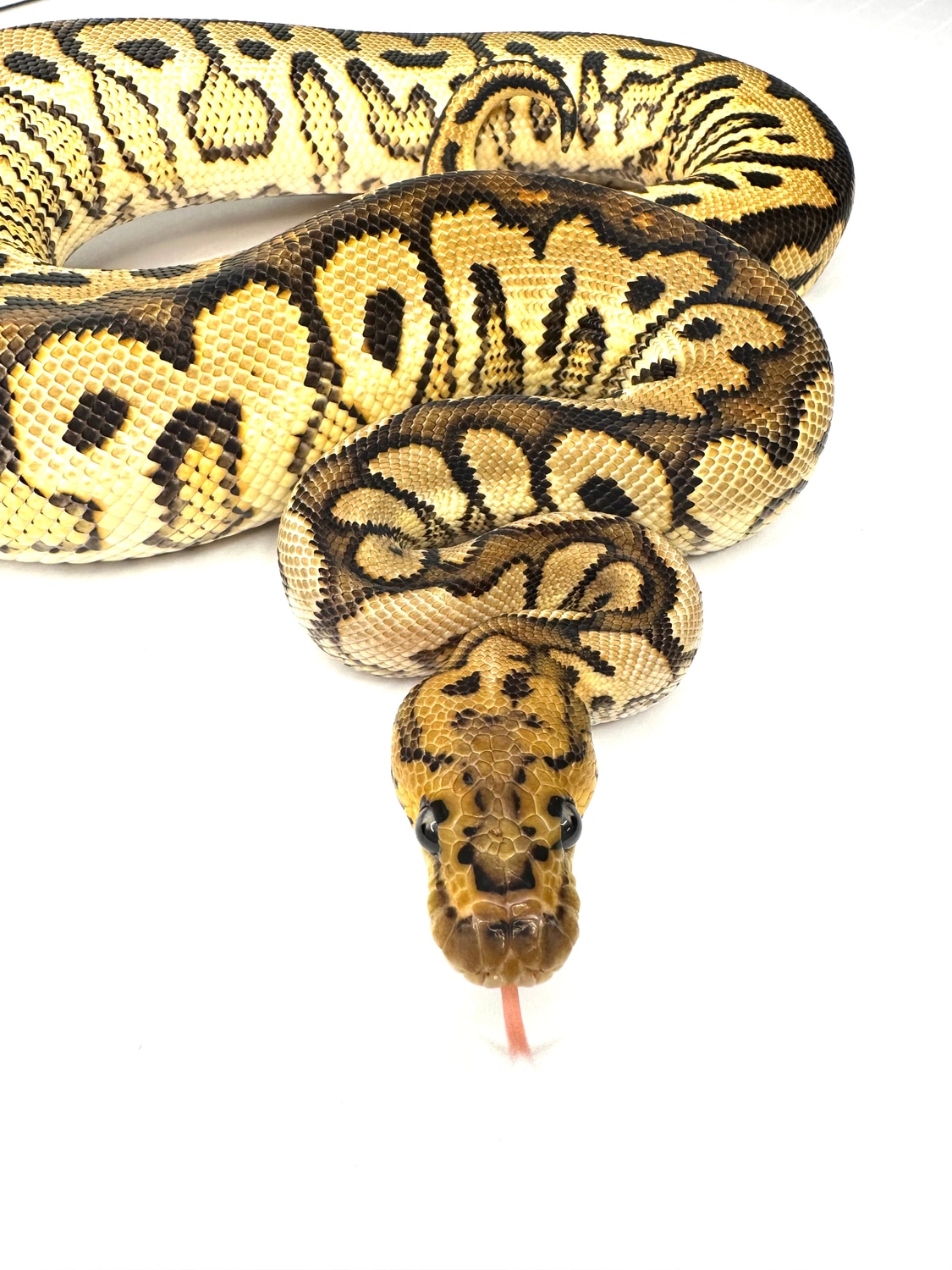 Pompeii Maker Ball Python by Extraordinary Exotics - MorphMarket