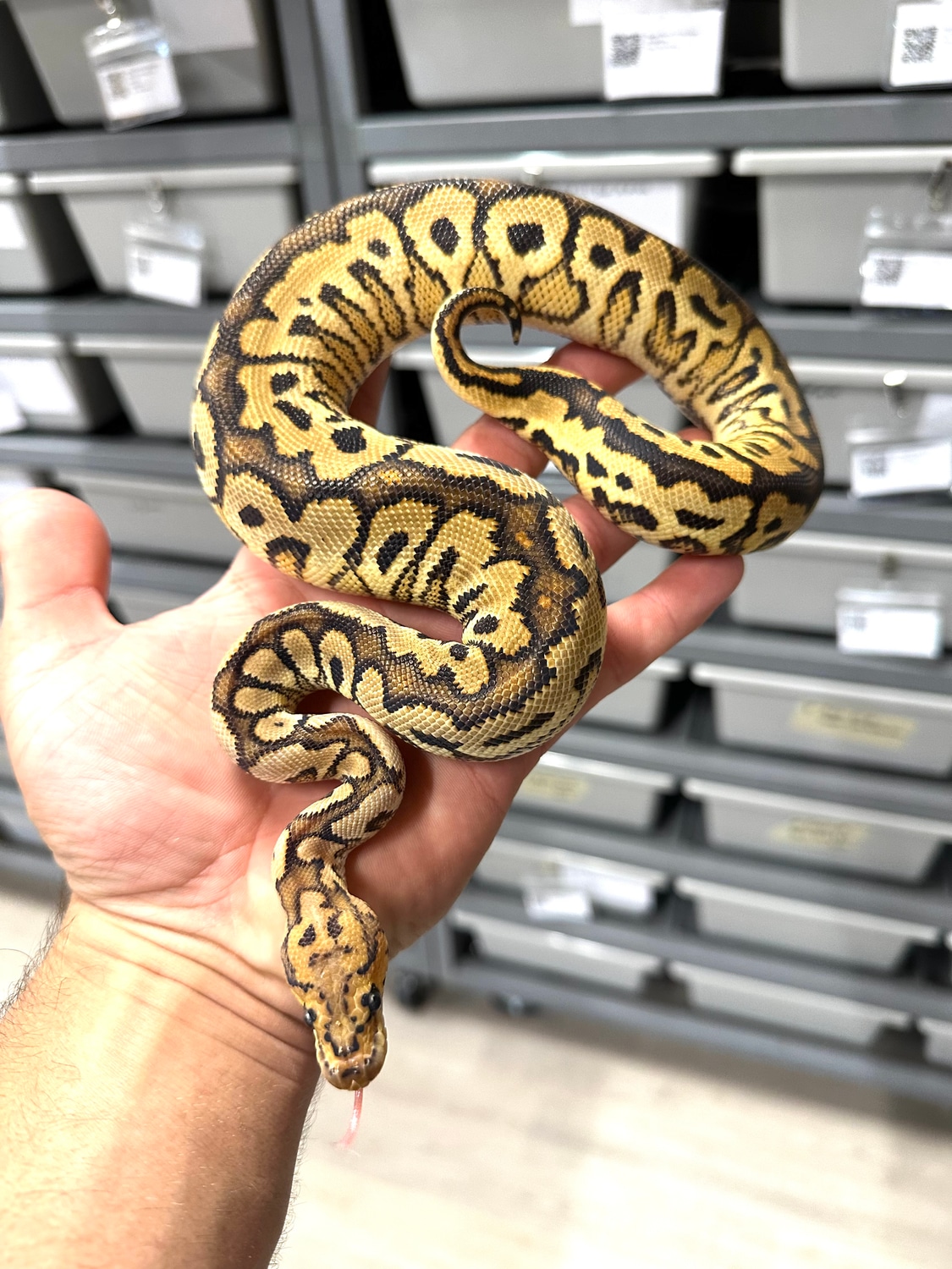 Pompeii Maker Ball Python by Extraordinary Exotics - MorphMarket