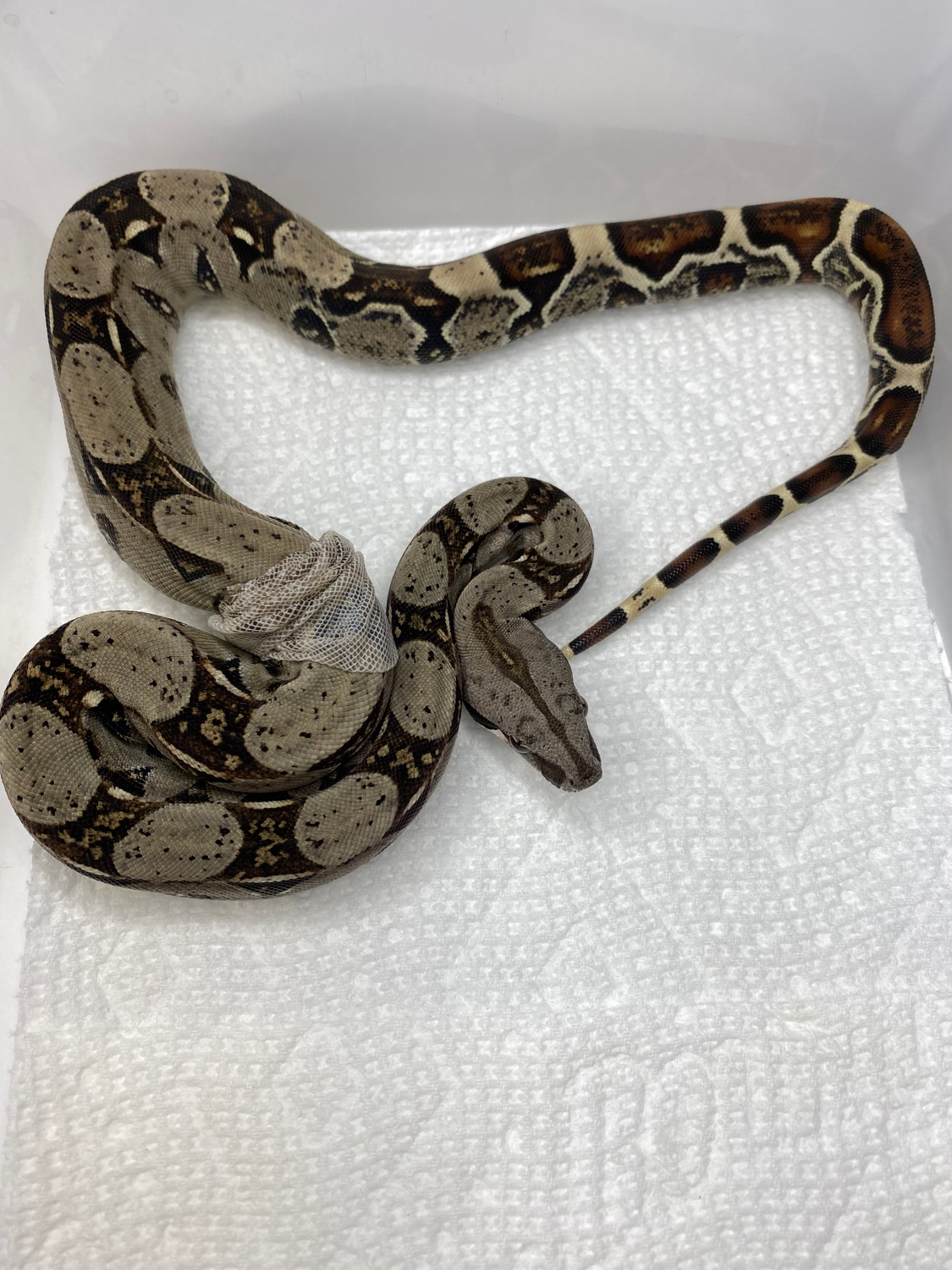 Boas Wholesale Lot (1) Boa Constrictor by Extraordinary Exotics LLC