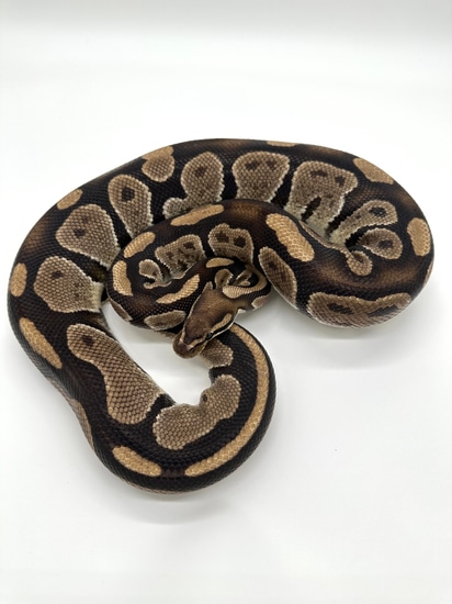 Normal Ball Python by Extraordinary Exotics LLC