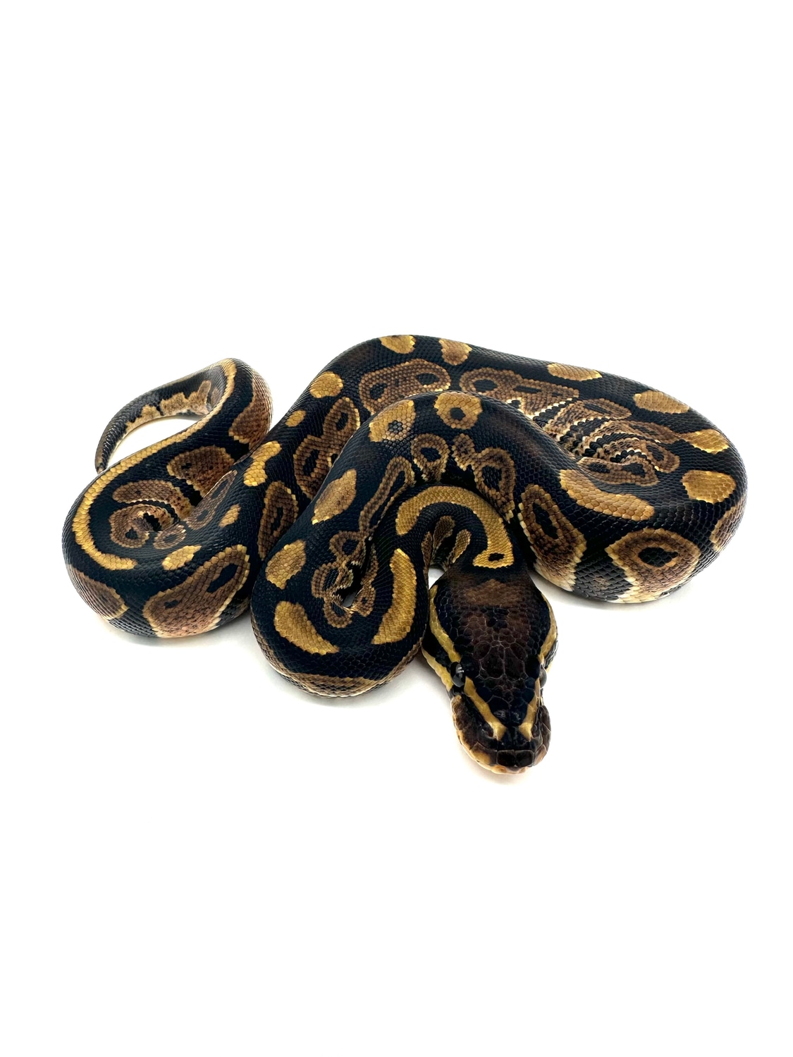 PH Monsoon Ball Python by Extraordinary Exotics LLC - MorphMarket