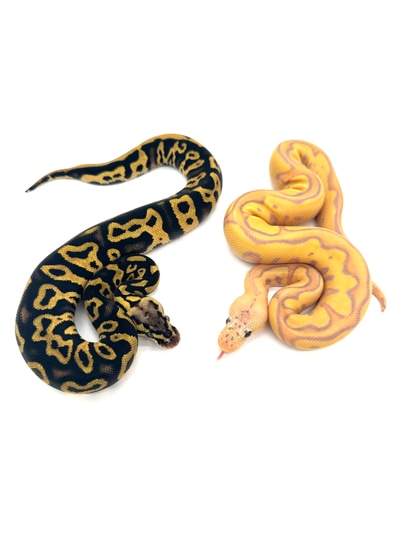 Sunset Clown Maker Pair Ball Python by Extraordinary Exotics LLC