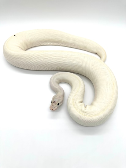 IVORY Ball Python by Extraordinary Exotics LLC