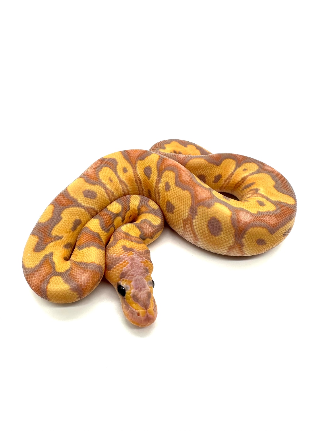 Banana Clown 50% Het Sunset Ball Python by Extraordinary Exotics LLC ...