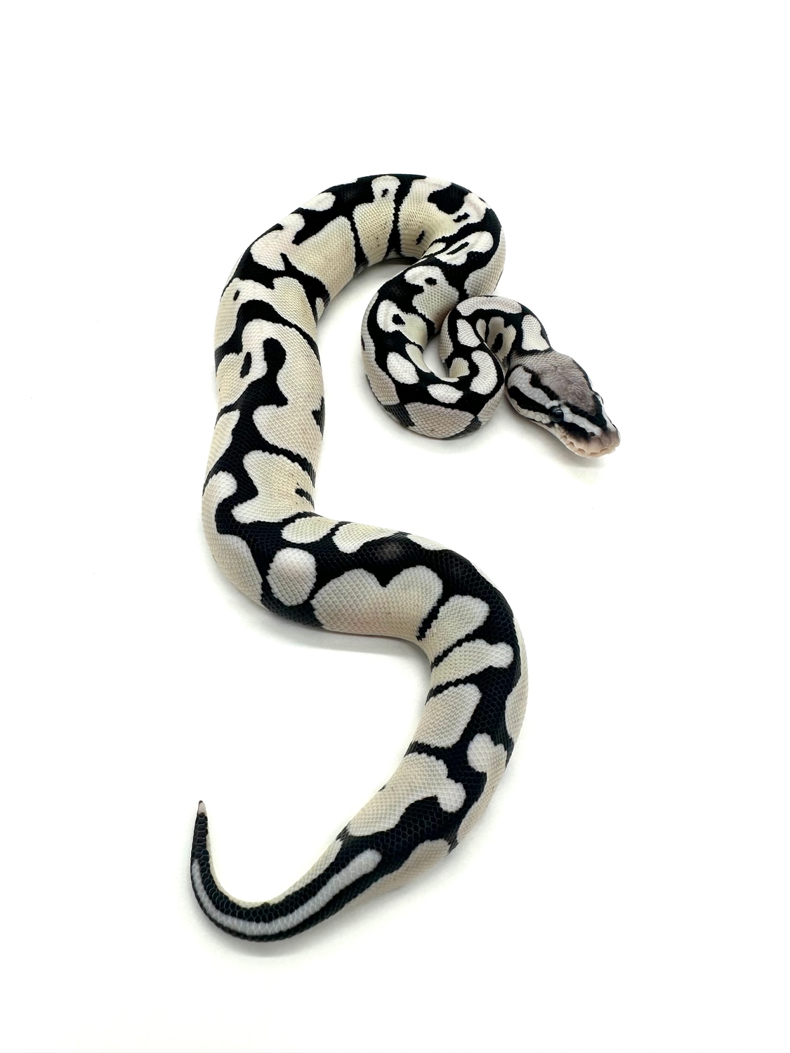 Pastel VPI Axanthic DG Ball Python by Extraordinary Exotics LLC ...
