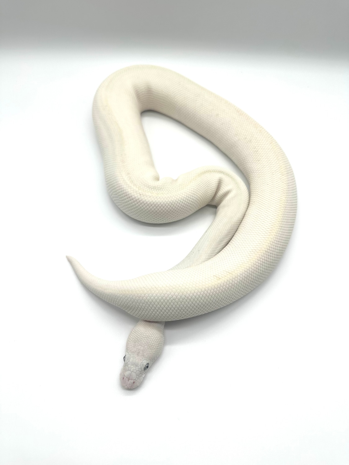 Super Lesser BEL Ball Python by Extraordinary Exotics LLC - MorphMarket