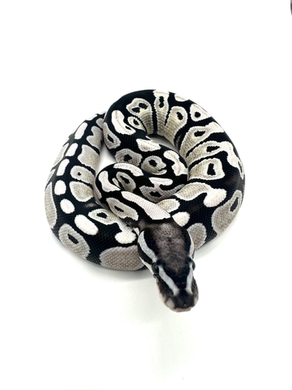 VPI Axanthic DG Ball Python by Extraordinary Exotics LLC