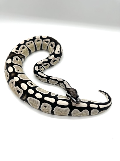 VPI Axanthic DG Ball Python by Extraordinary Exotics