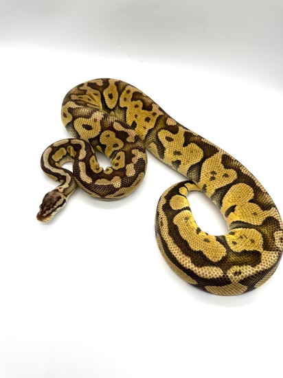 Super Pastel Het Puzzle Ball Python by Extraordinary Exotics LLC