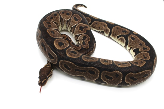 Dinker Ball Python by Extraordinary Exotics