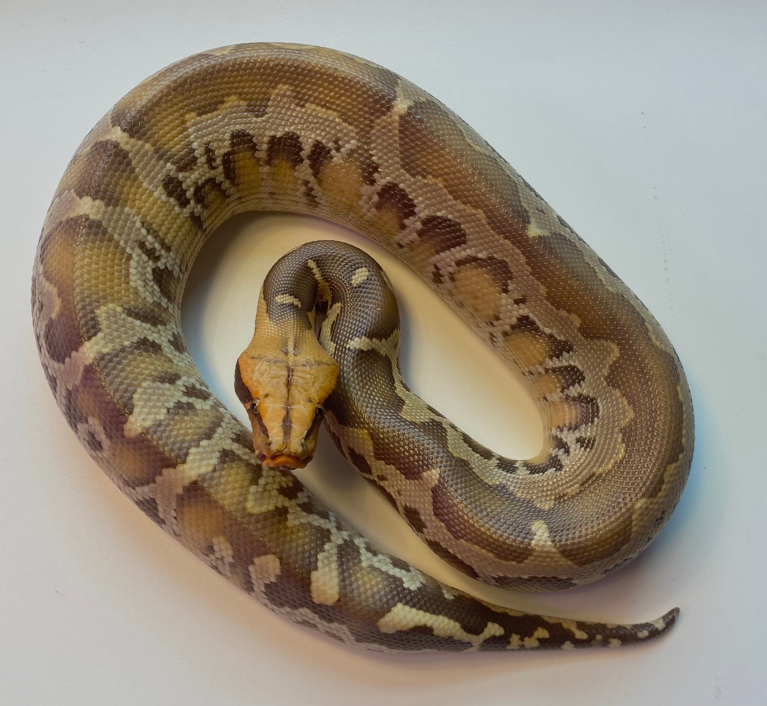 Visual Caramel Albino Sumatran Short-tailed Python by SLH Exotics ...