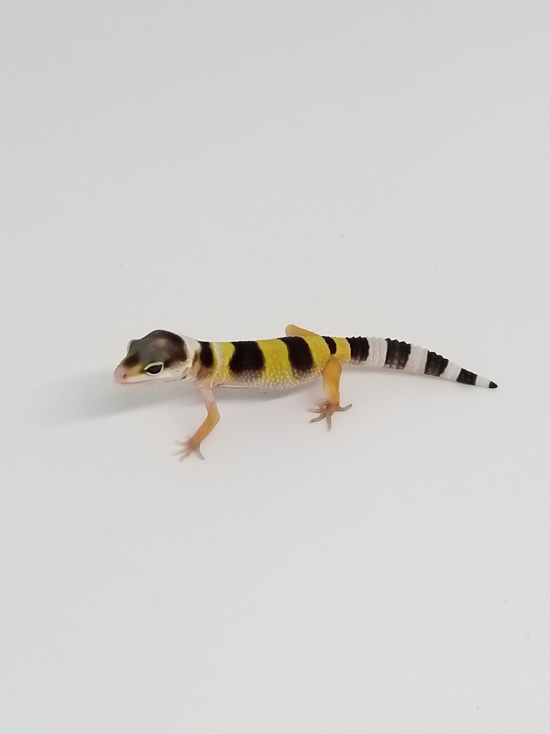 TSF W/Y Het Marble Eye Leopard Gecko by Victorian Geckos - MorphMarket