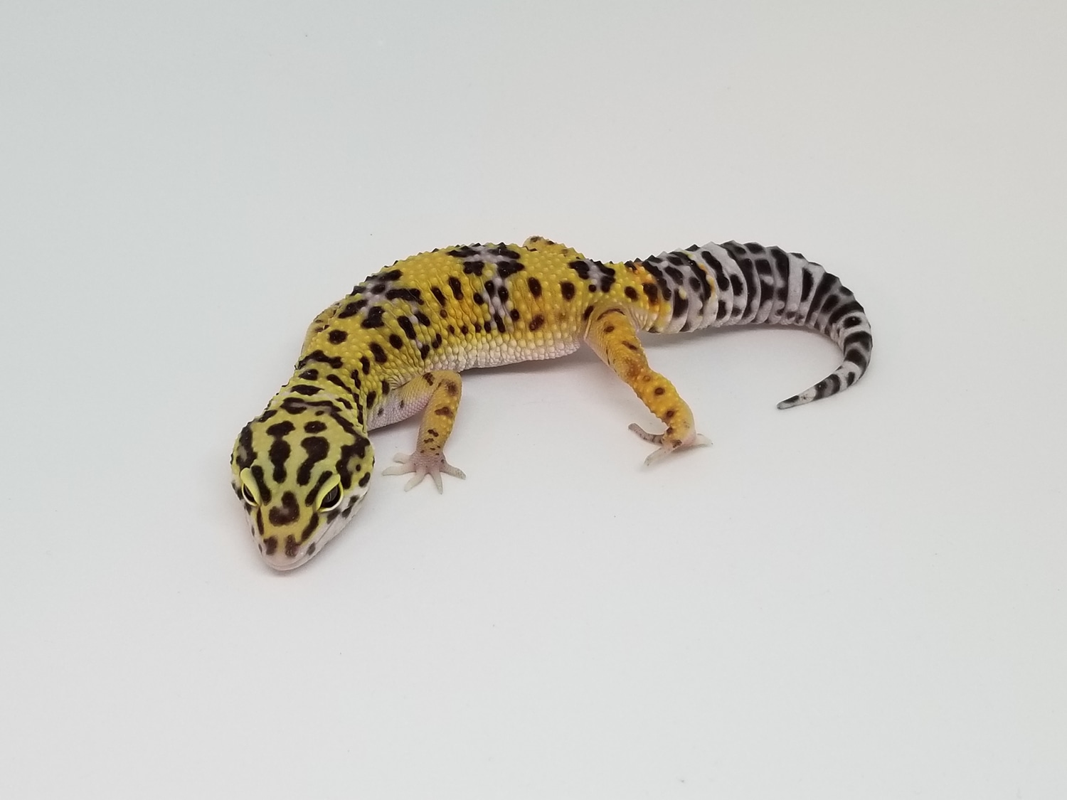 SPRING SALE! Tangerine 100 Het Tremper Poss. Het Eclipse Leopard Gecko
