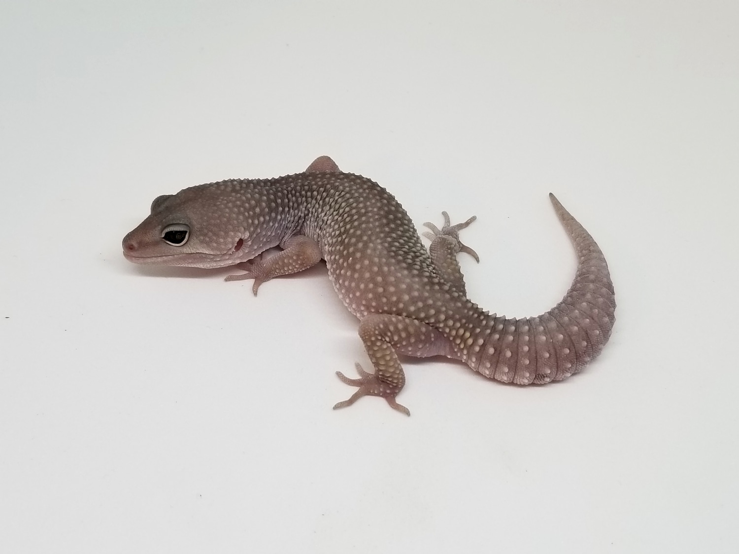 Blizzard Black Night Cross Poss. Het Tremper And Eclipse Leopard Gecko ...