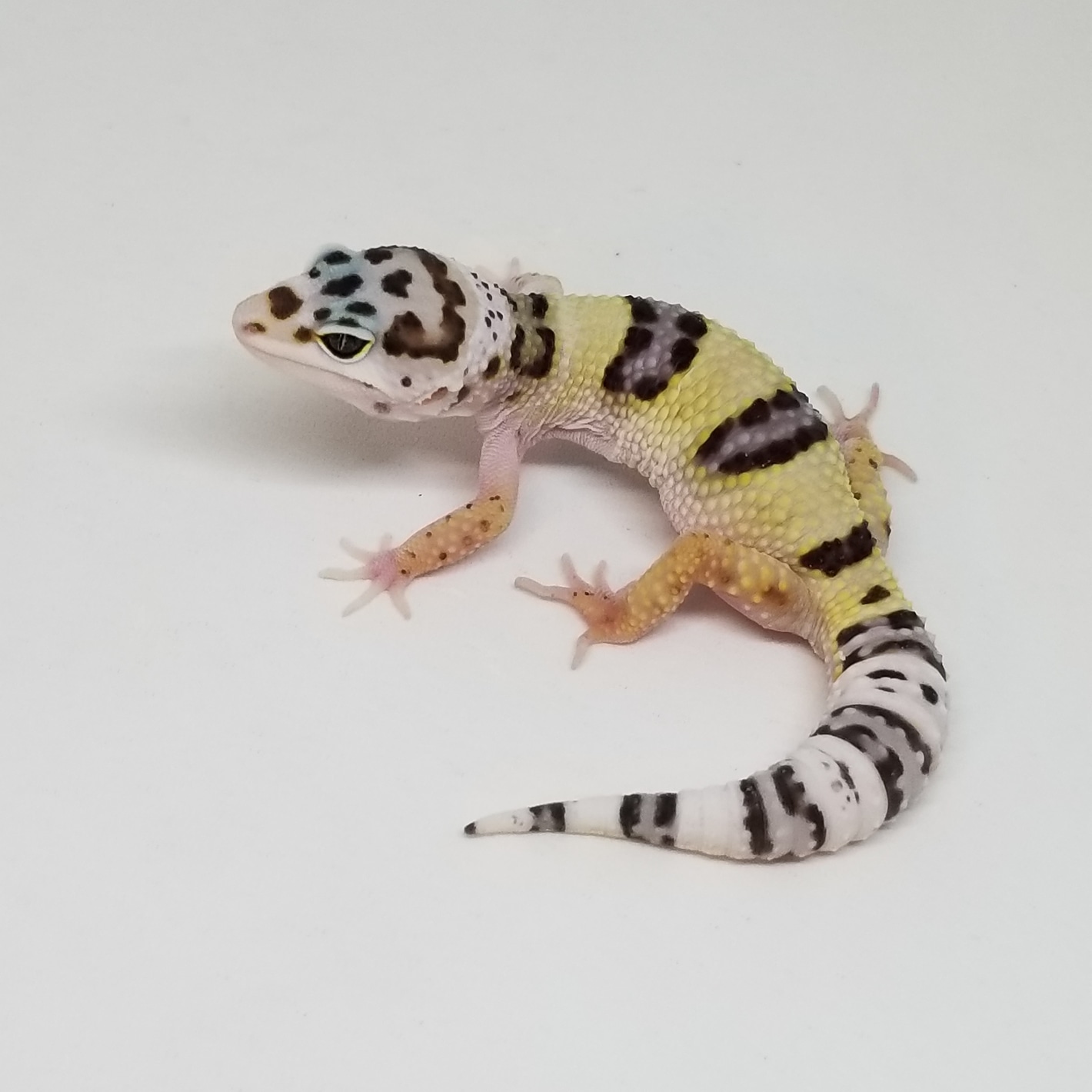 ZERO LINE) W/Y Bold Poss. Het Tremper And Eclipse Leopard