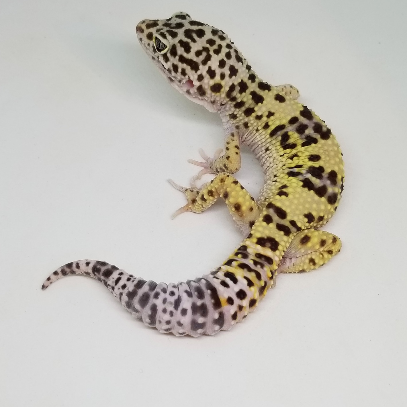 その他 Leopard Geckos 20241021055409.120-