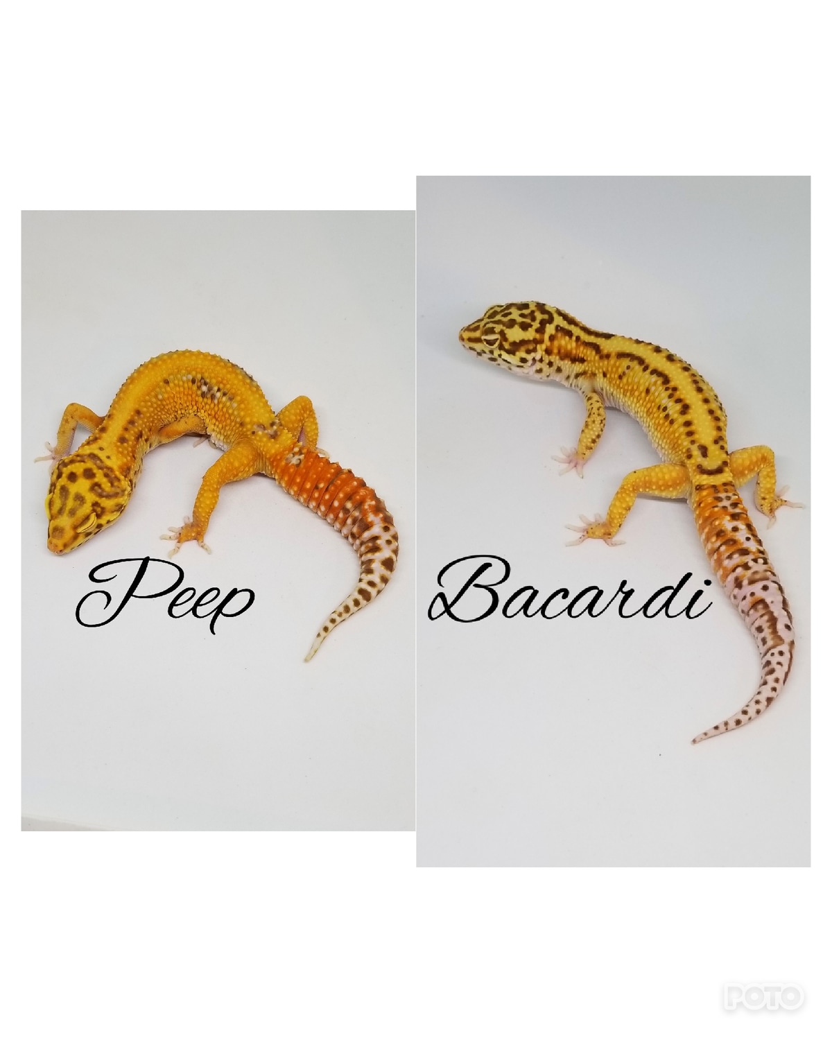 Blood Bell Reverse Lavender Stripe 66% Het Eclipse Profile Picture