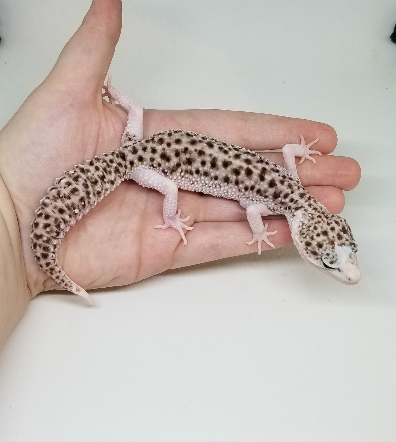 (PROVEN) Universe Pied 100% Het Tremper Profile Picture