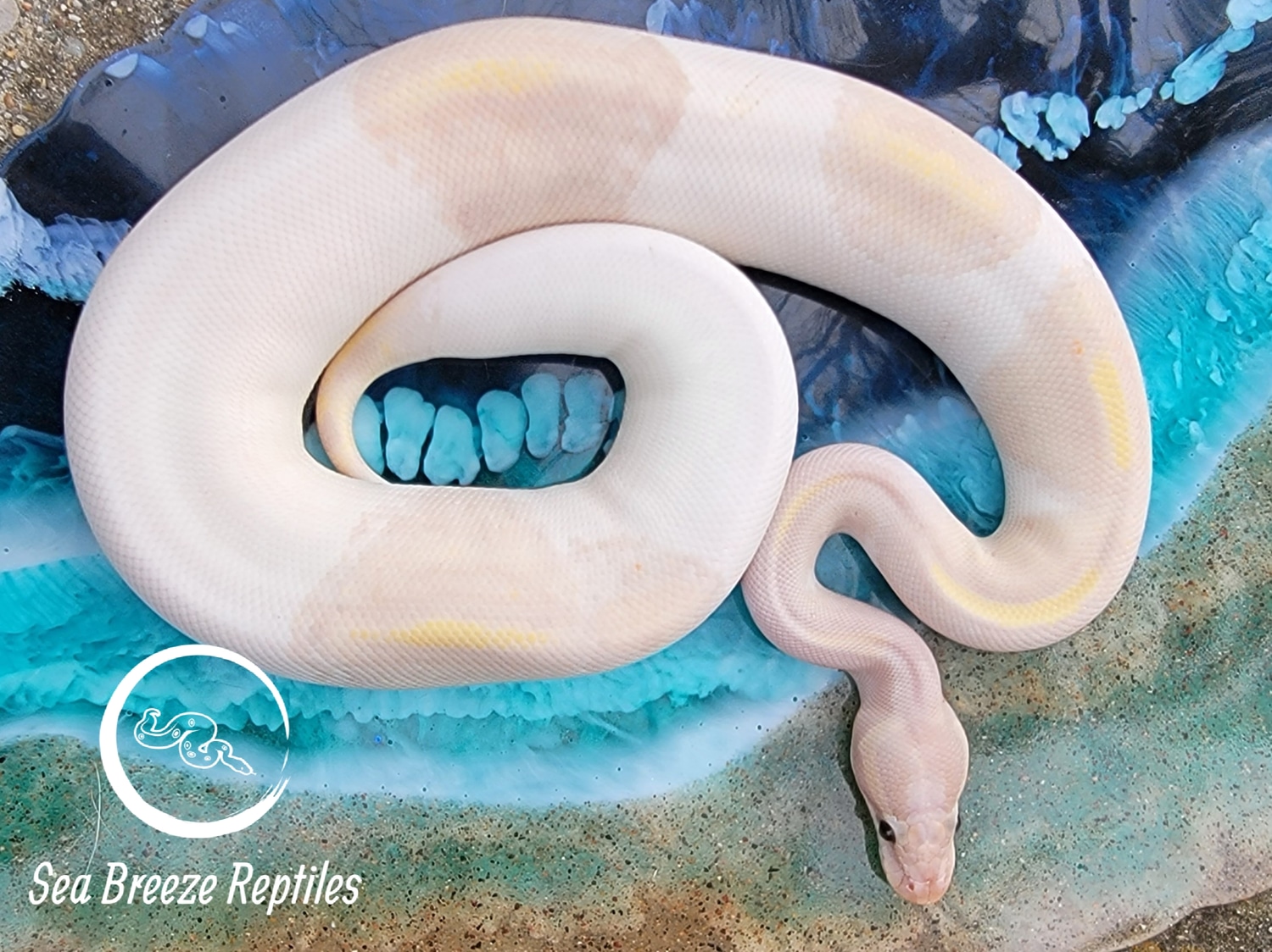 Super Banana Pied Ball Python by Sea Breeze Reptiles MorphMarket