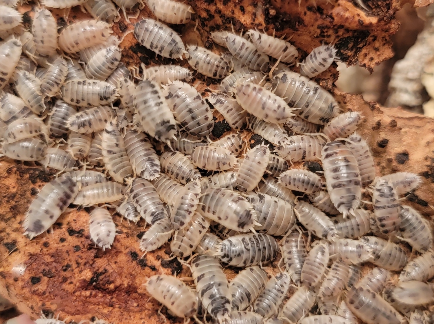 dairy-cow-isopod-by-sea-breeze-reptiles-morphmarket