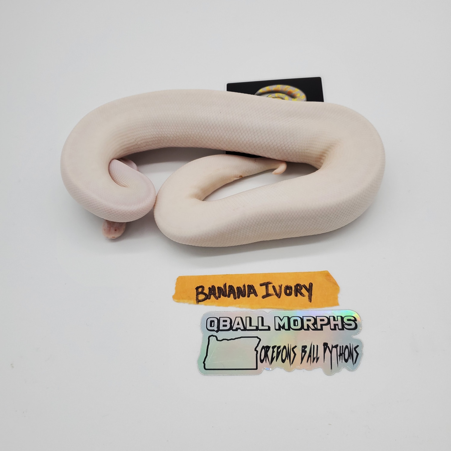 Banana Ivory Ball Python by Qball Morphs MorphMarket