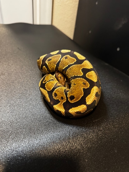 2024 Vanilla Specter Het Puzzle Ball Python by Qball Morphs