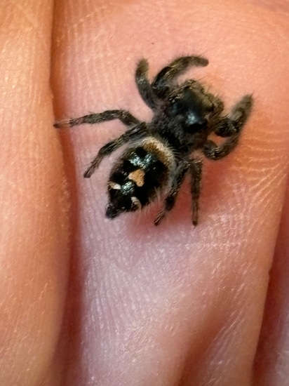 Phidippus Audax Juvenile Female “Jade” Jumping Spider by Ava Joe Jumpers