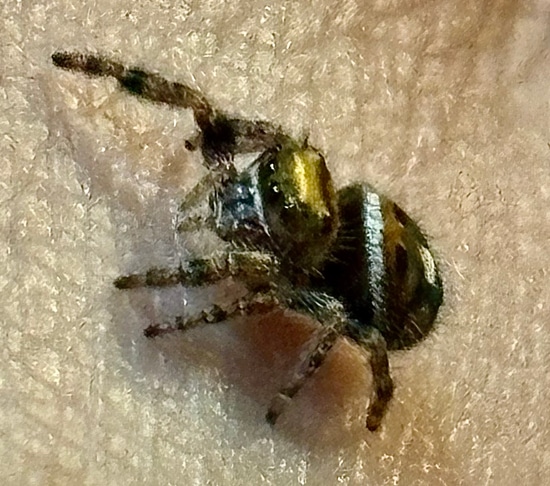 Phidippus Audax Juvenile “Penny” Rare Copper Color Jumping Spider by ...